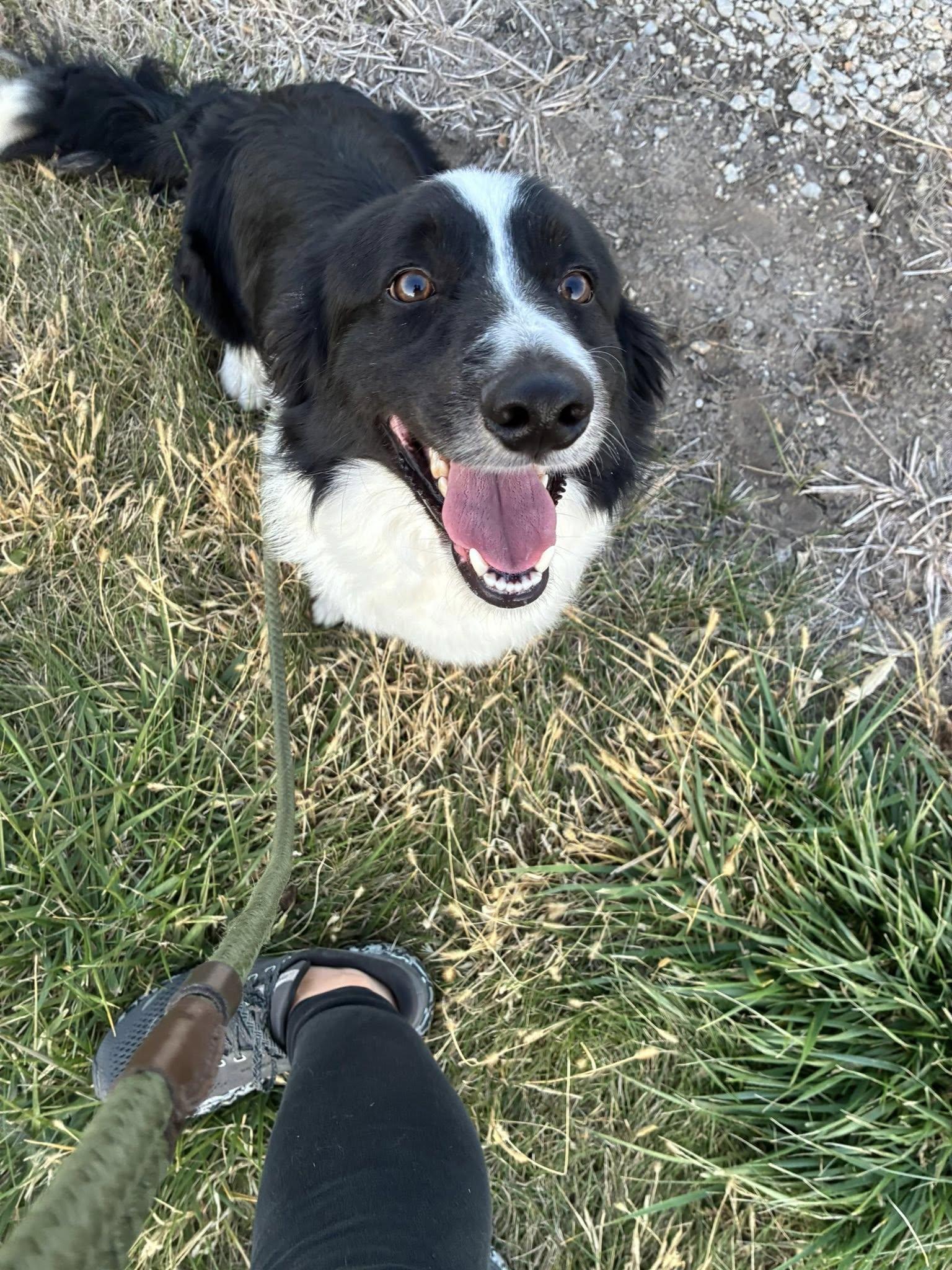 Enlarge Moped, an adoptable mixed breed in Clinton, IL image 3/4