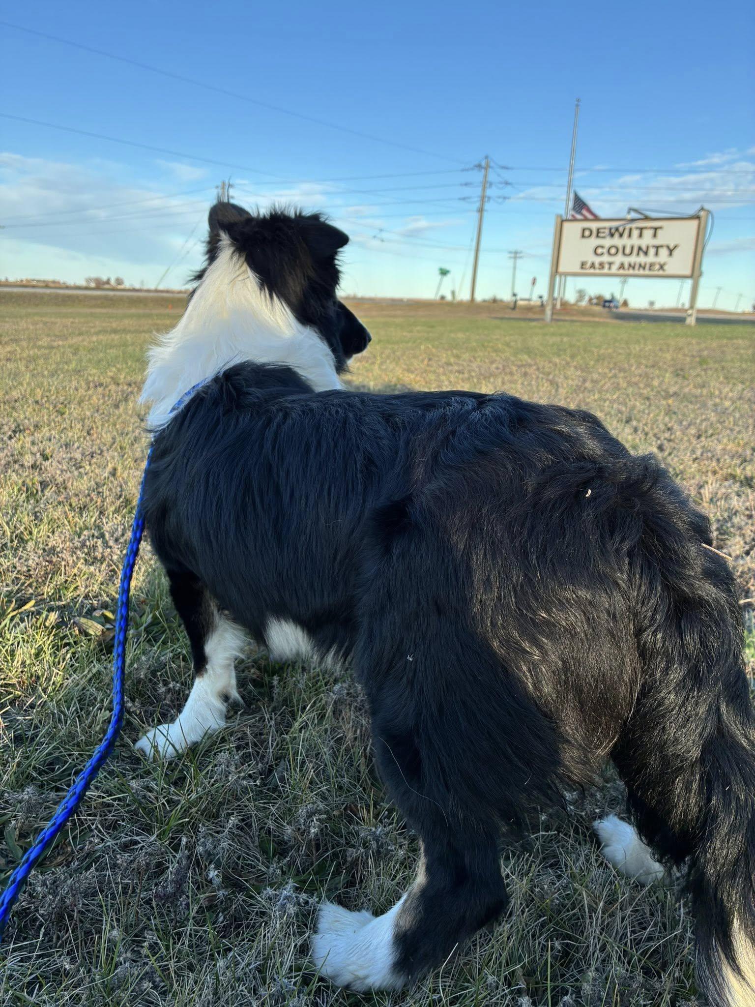 Enlarge Moped, an adoptable mixed breed in Clinton, IL image 2/4