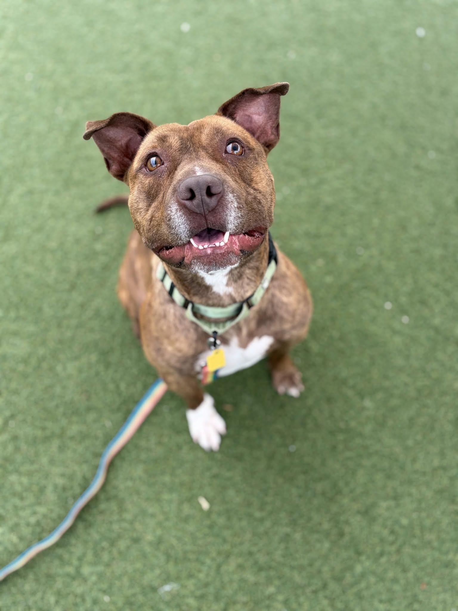 Enlarge Hancock, a ADOPTABLE mixed breed in Cleveland, OH image 6/6