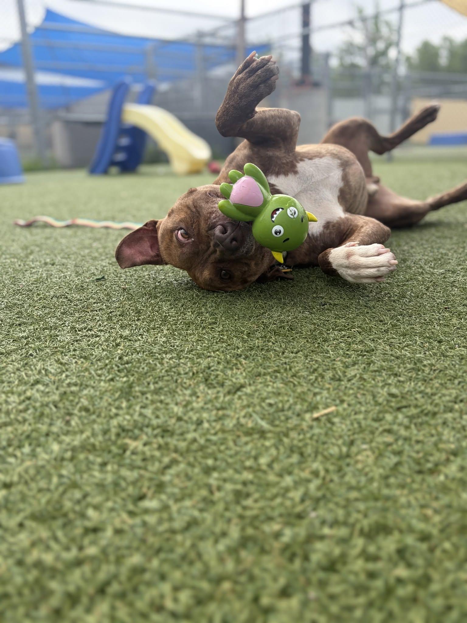 Enlarge Hancock, a ADOPTABLE mixed breed in Cleveland, OH image 4/6