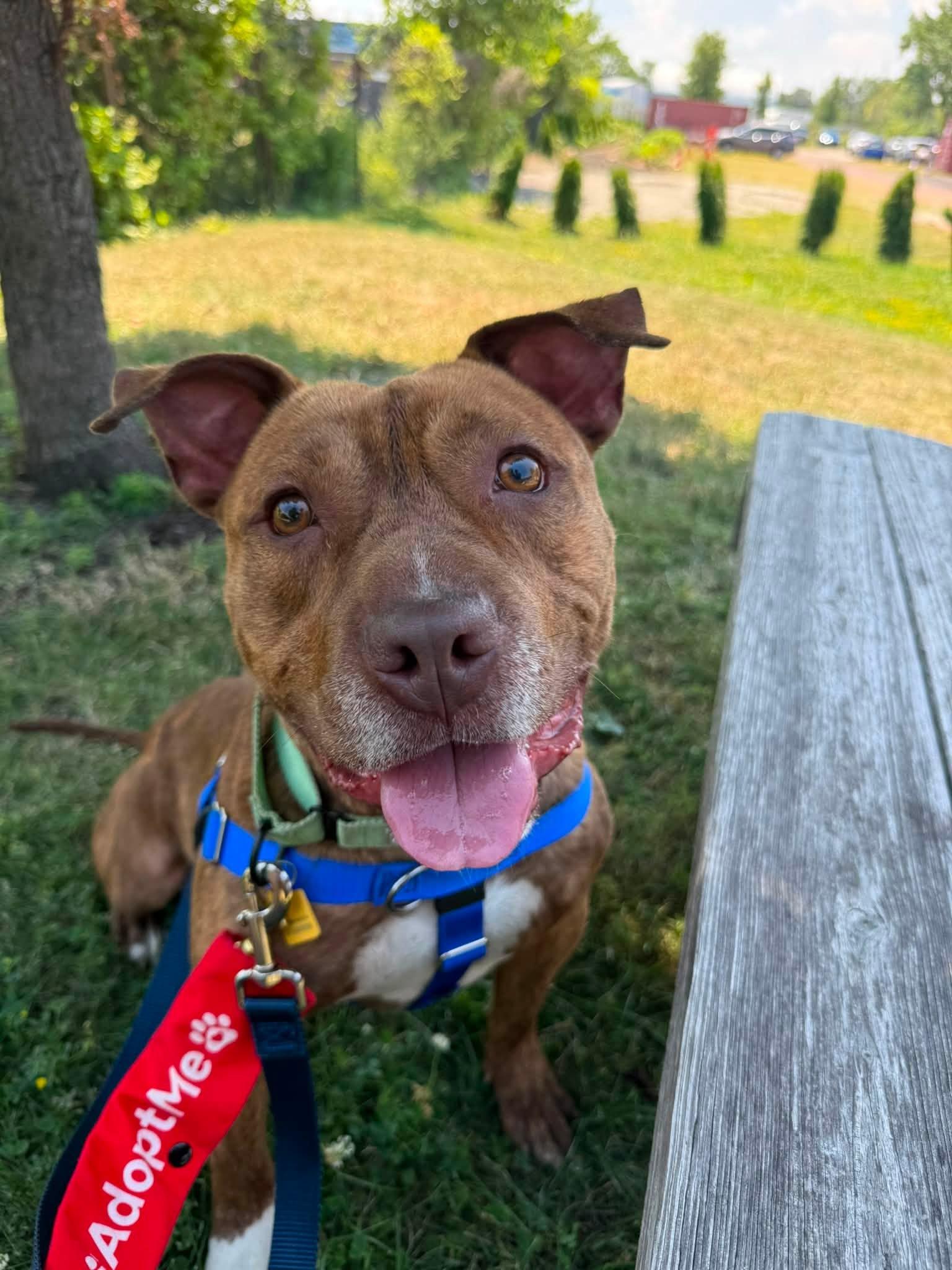 Hancock, ADOPTABLE, Young Male Pit Bull Terrier.