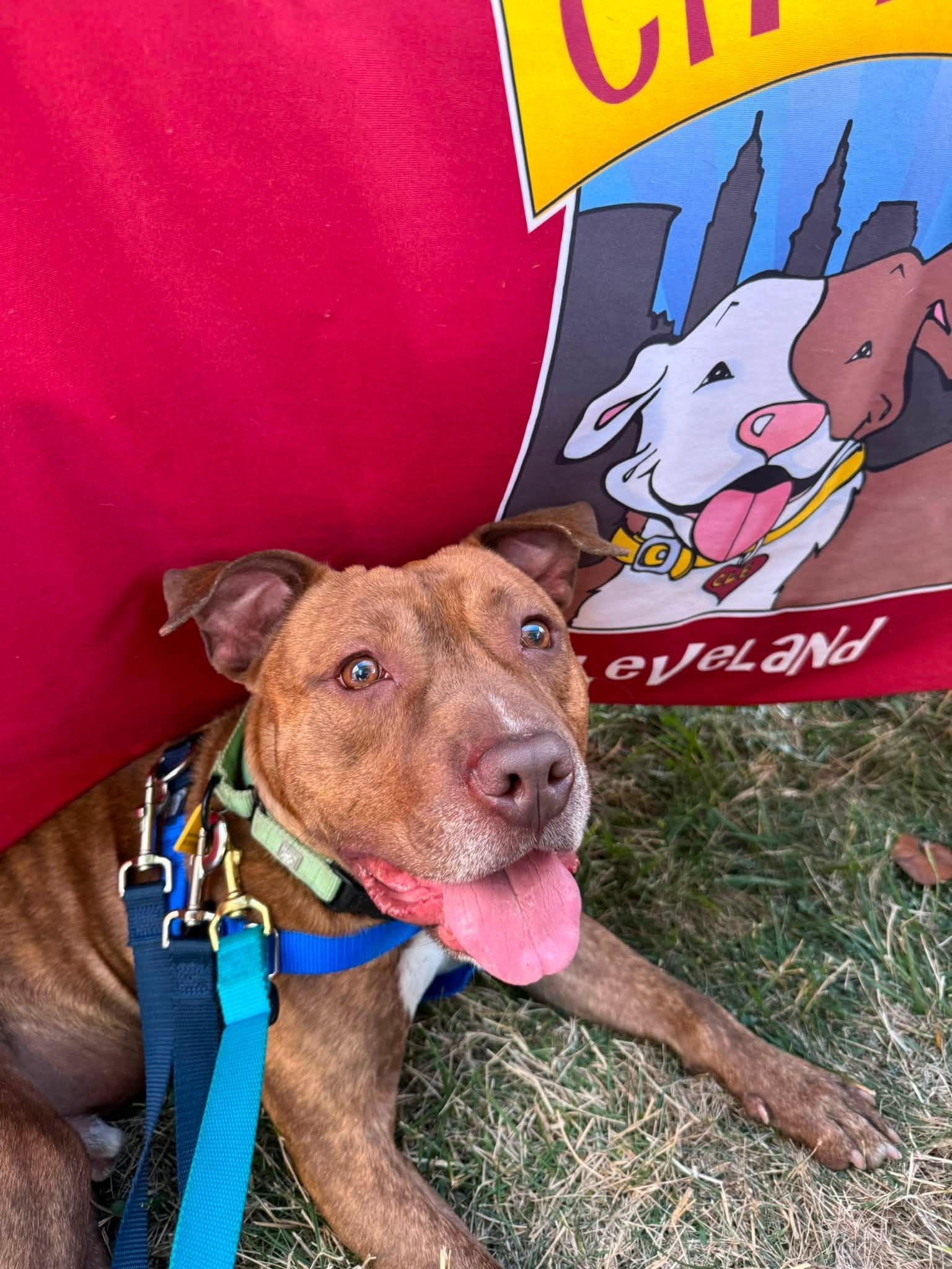 Hancock, a ADOPTABLE mixed breed in Cleveland, OH image 5/6