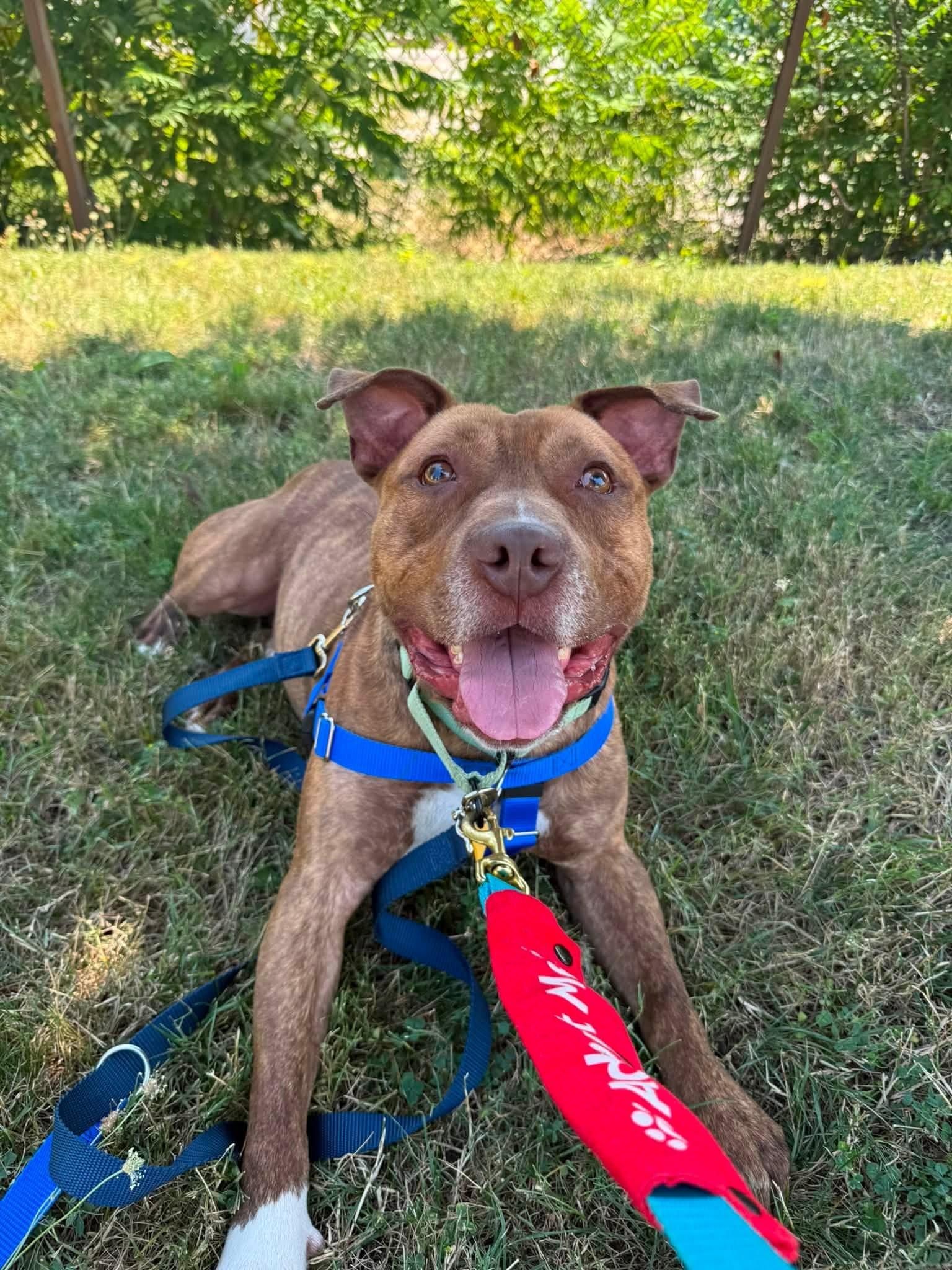 Hancock, a ADOPTABLE mixed breed in Cleveland, OH image 6/6