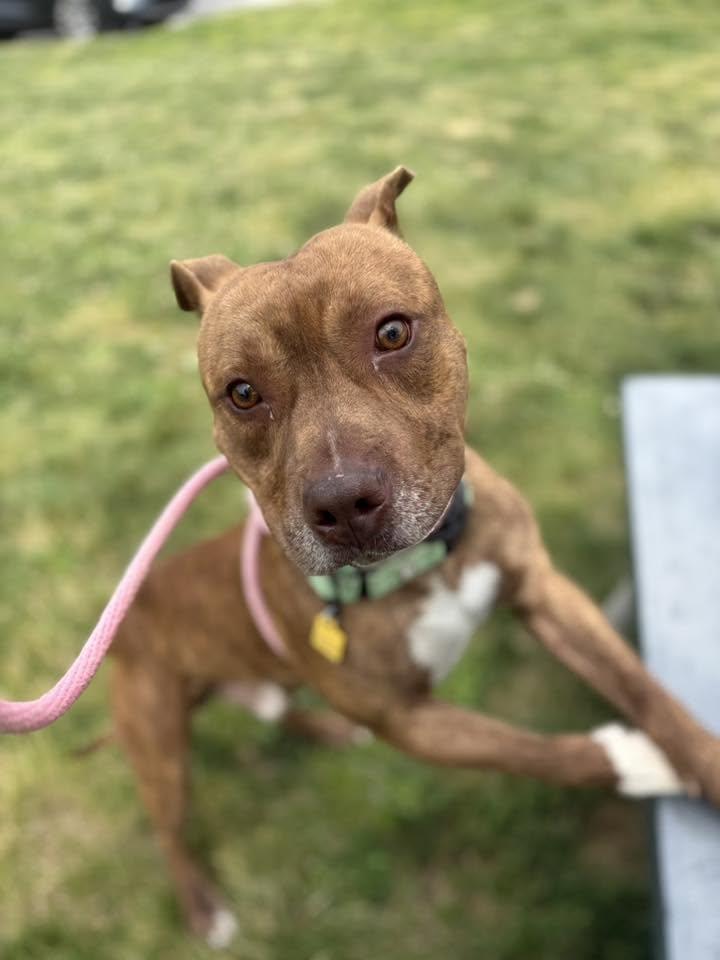 Hancock, a ADOPTABLE mixed breed in Cleveland, OH image 4/6