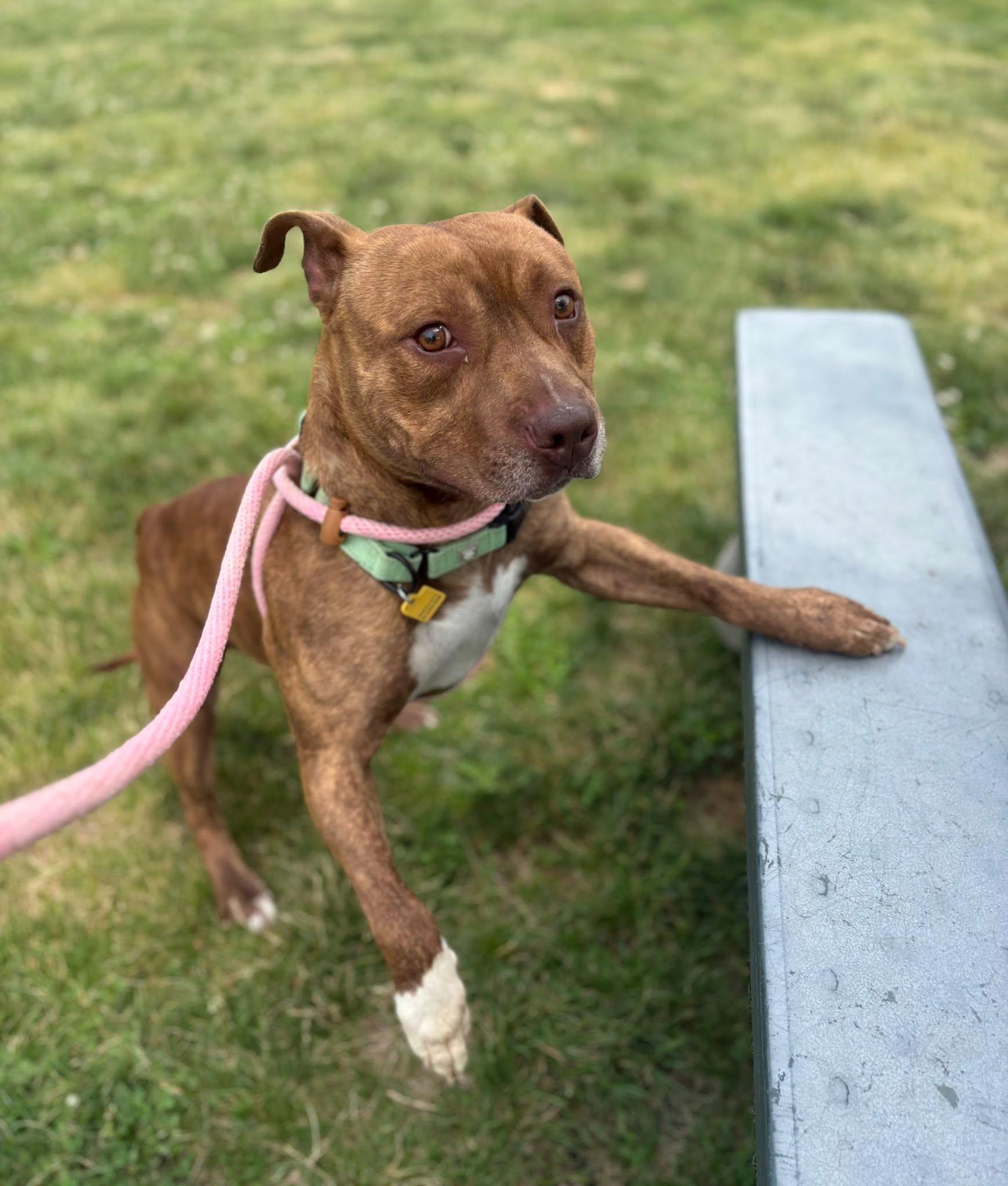Hancock, a ADOPTABLE mixed breed in Cleveland, OH image 3/6