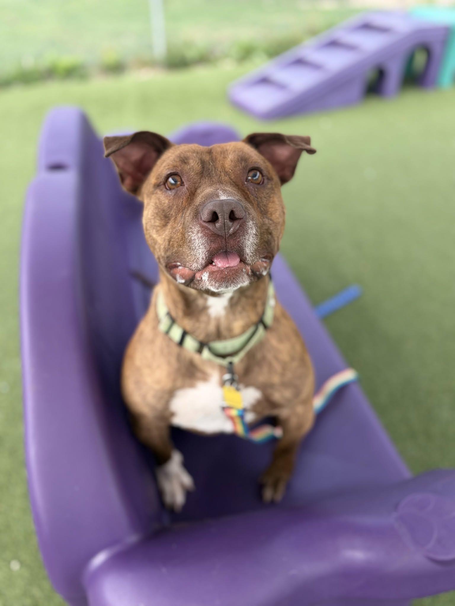 Enlarge Hancock, a ADOPTABLE mixed breed in Cleveland, OH image 5/6