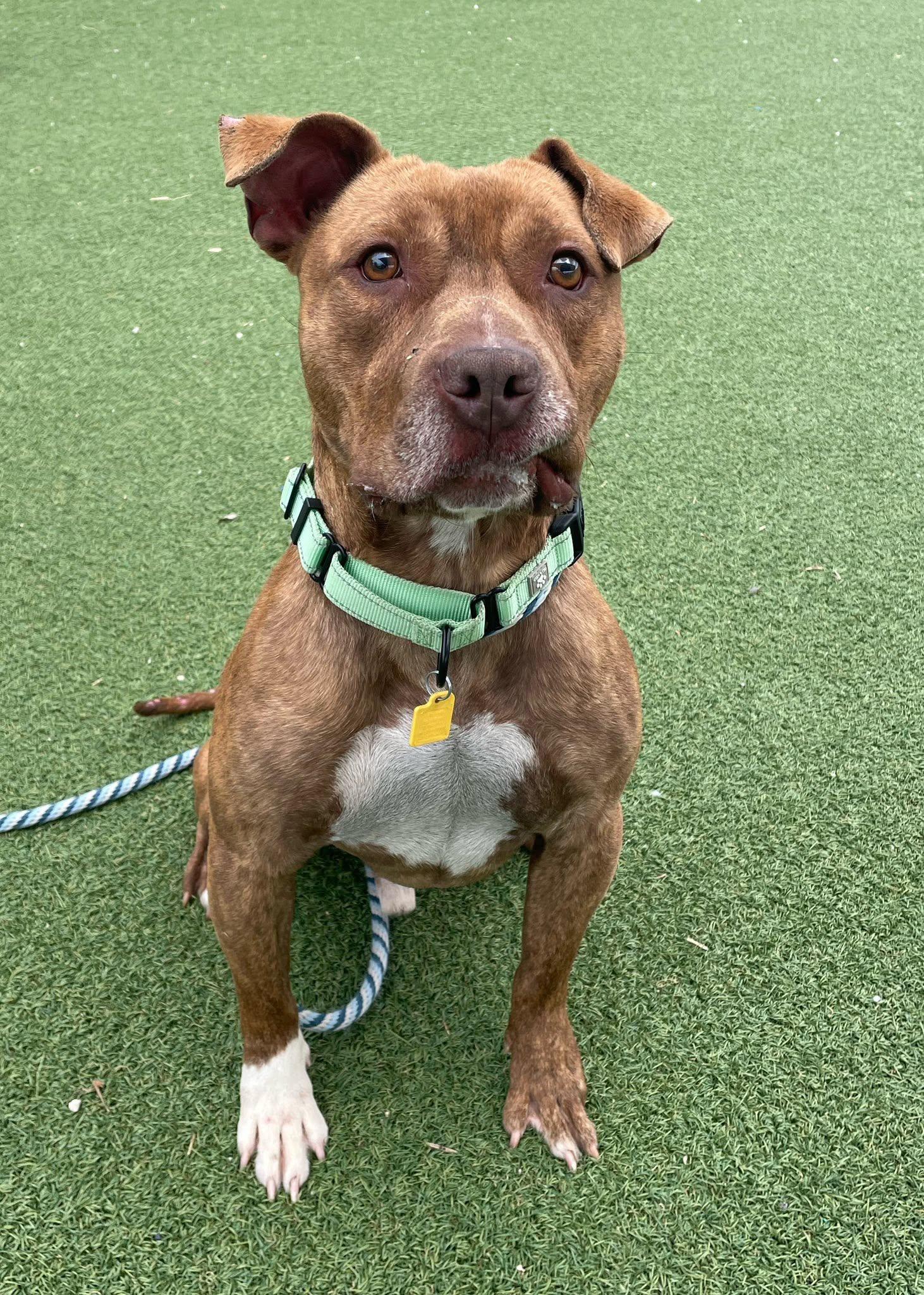 Hancock, a ADOPTABLE mixed breed in Cleveland, OH image 2/6