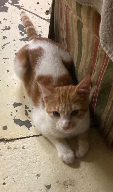 Enlarge Ginger, a Adopted Domestic Short Hair in Jackson, MS image 1/1