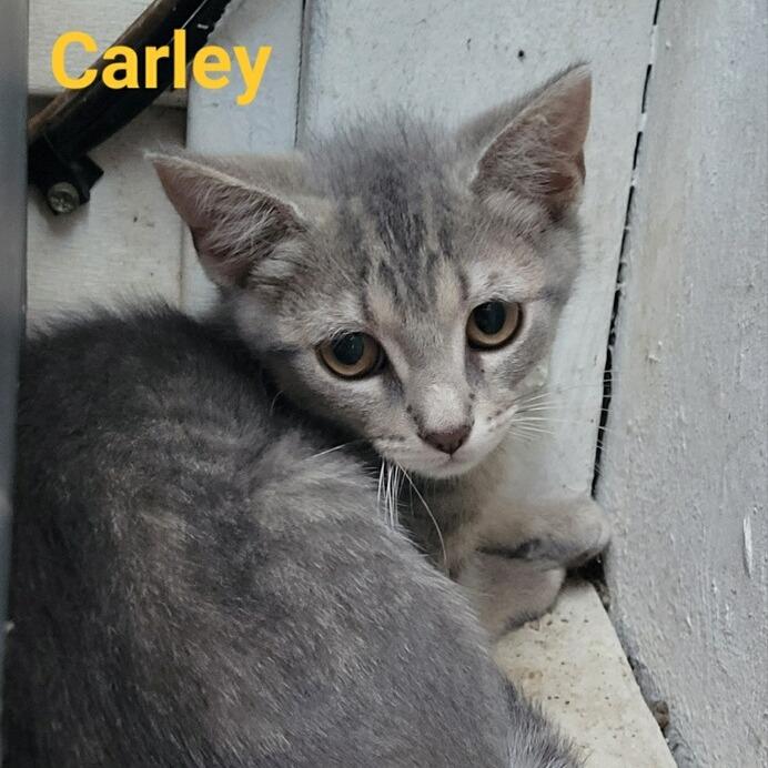Enlarge Carley, a Adoptable Domestic Short Hair in Waldorf, MD image 1/3