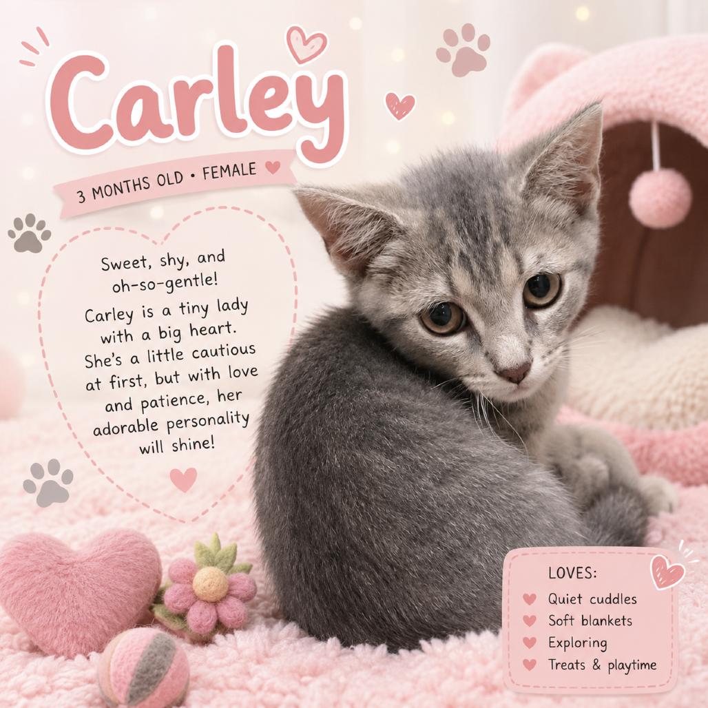Enlarge Carley, a Adoptable Domestic Short Hair in Waldorf, MD image 2/3