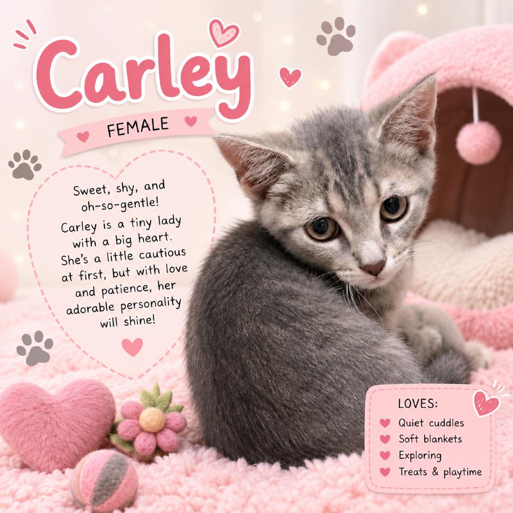 Enlarge Carley, a Adoptable Domestic Short Hair in Waldorf, MD image 3/3