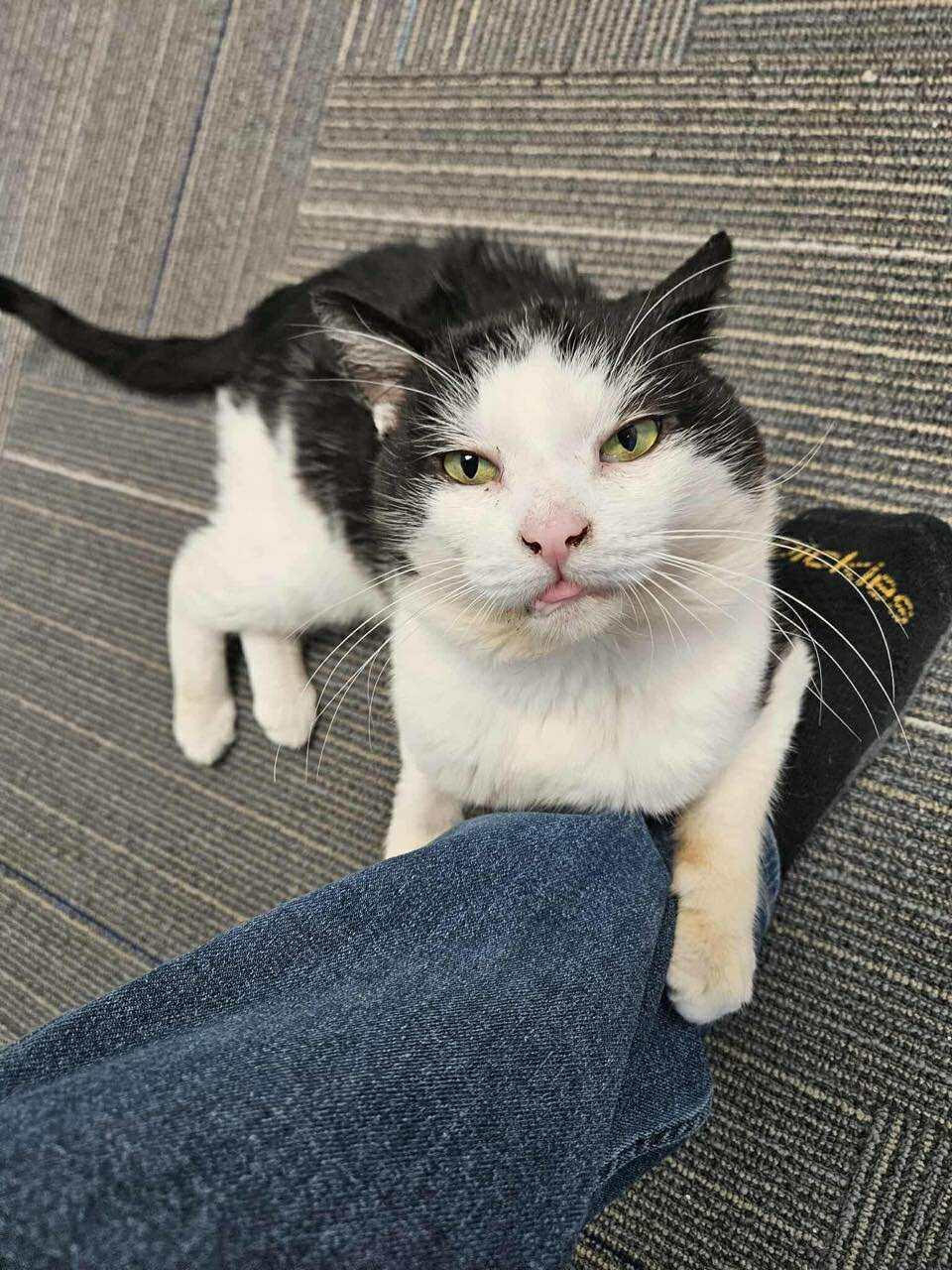 Toro, Adoptable, Adult Male Domestic Short Hair.