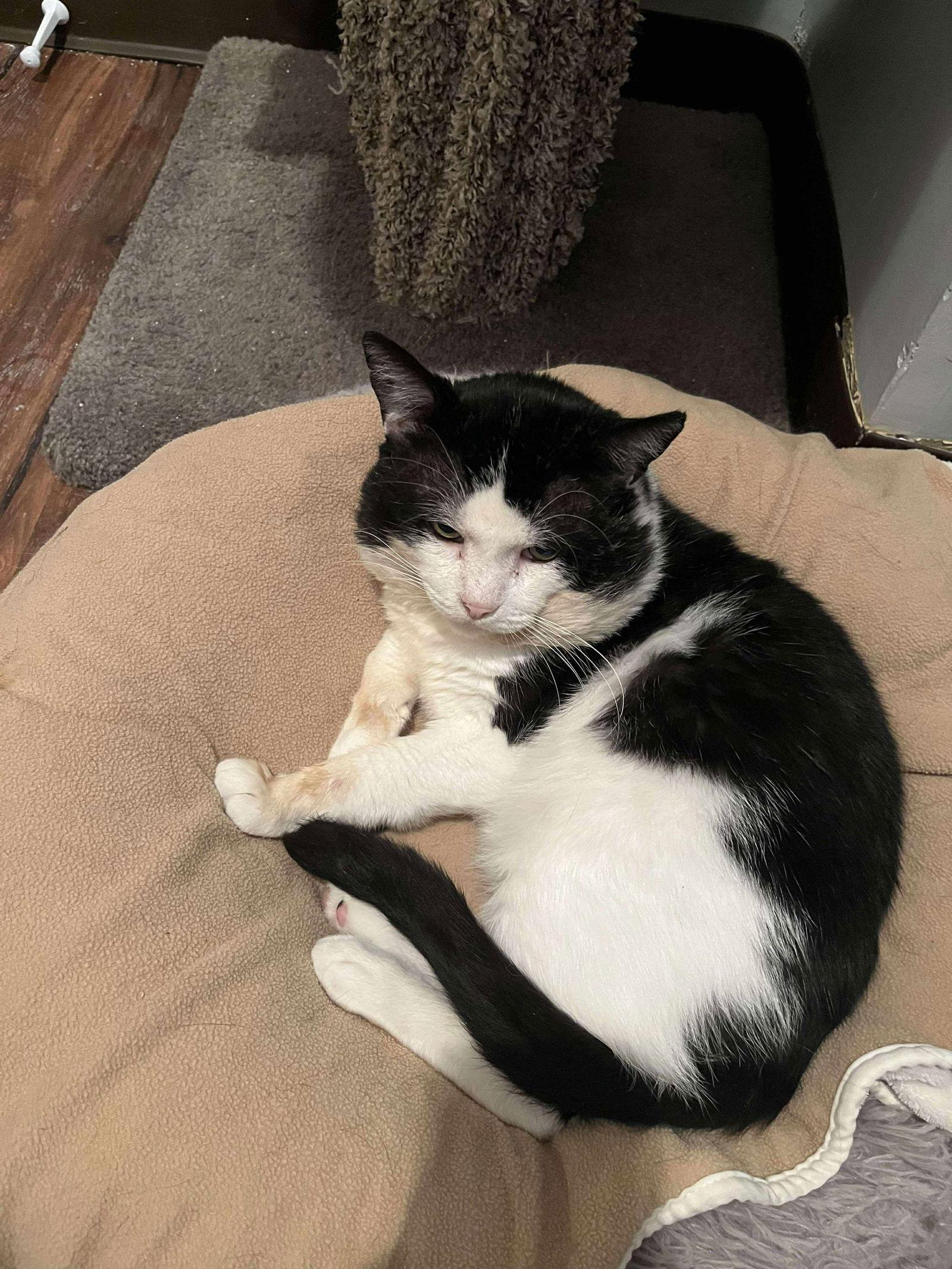 Enlarge Toro, a Adoptable Domestic Short Hair in Rochester, NY image 2/2