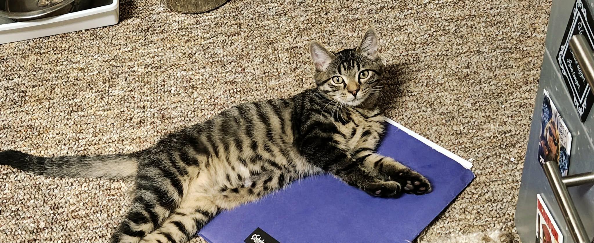 Enlarge Mirage, a Adopted Domestic Short Hair in Springfield, PA image 4/6