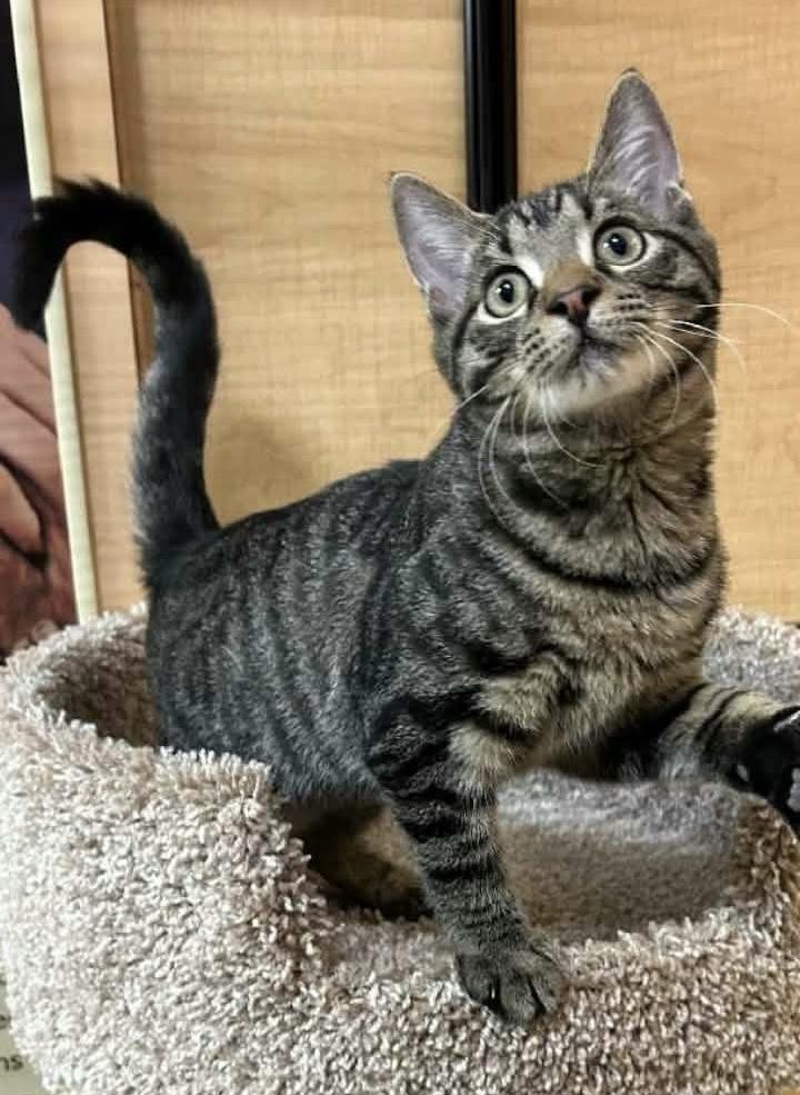 Mirage, Adopted, Kitten Male Domestic Short Hair.