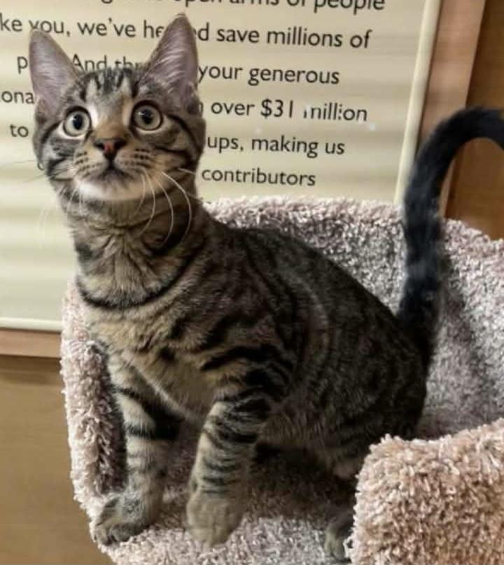 Enlarge Mirage, a Adopted Domestic Short Hair in Springfield, PA image 6/6