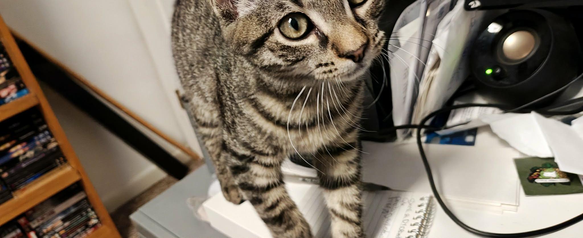 Enlarge Mirage, a Adopted Domestic Short Hair in Springfield, PA image 3/6