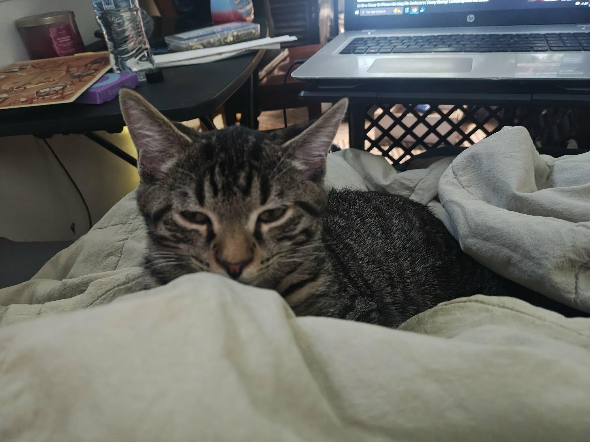 Enlarge Mirage, a Adopted Domestic Short Hair in Springfield, PA image 5/6