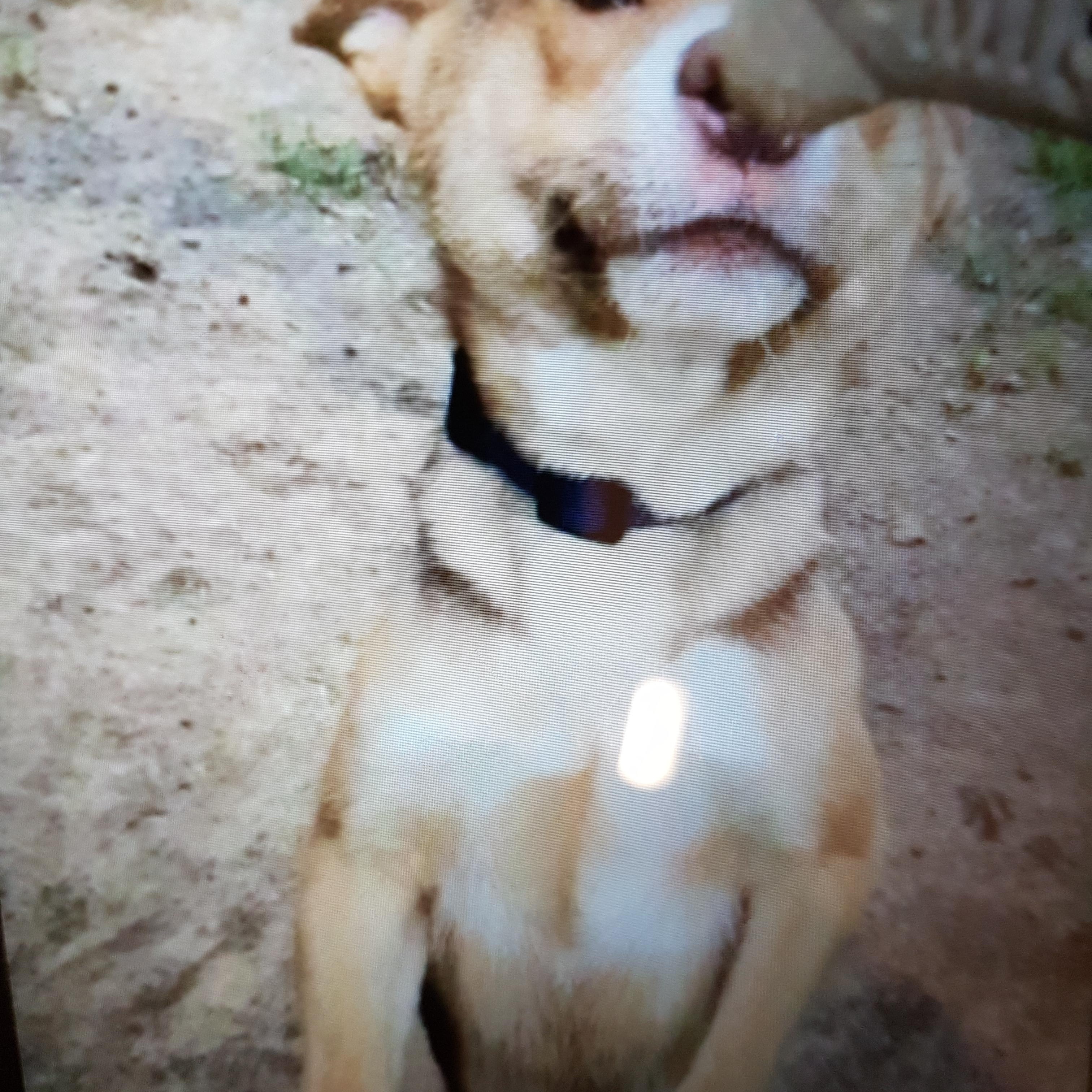 Presley, Adoptable, Young Male Border Collie.