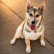 Daisy, a ADOPTABLE mixed breed in Winchester, KY image 2/3
