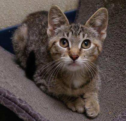 Nani, a Adoptable mixed breed in Baraboo, WI image 1/3