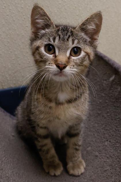 Nani, a Adoptable mixed breed in Baraboo, WI image 2/3