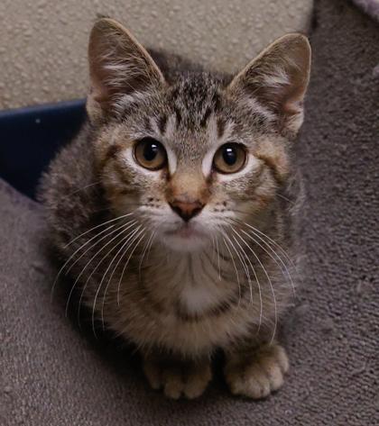 Nani, a Adoptable mixed breed in Baraboo, WI image 3/3