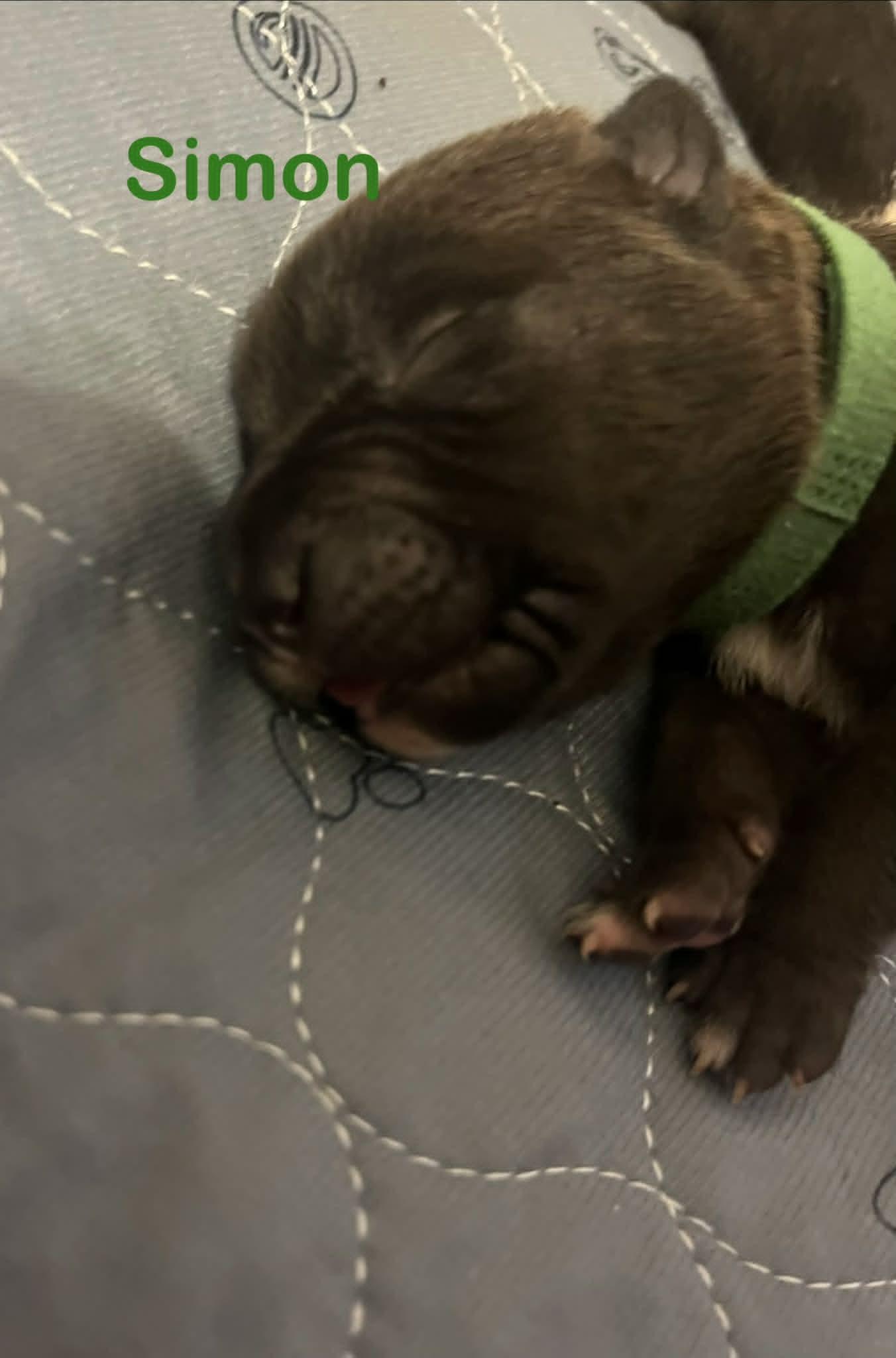 Simon, Adoptable, Puppy Male Pit Bull Terrier.