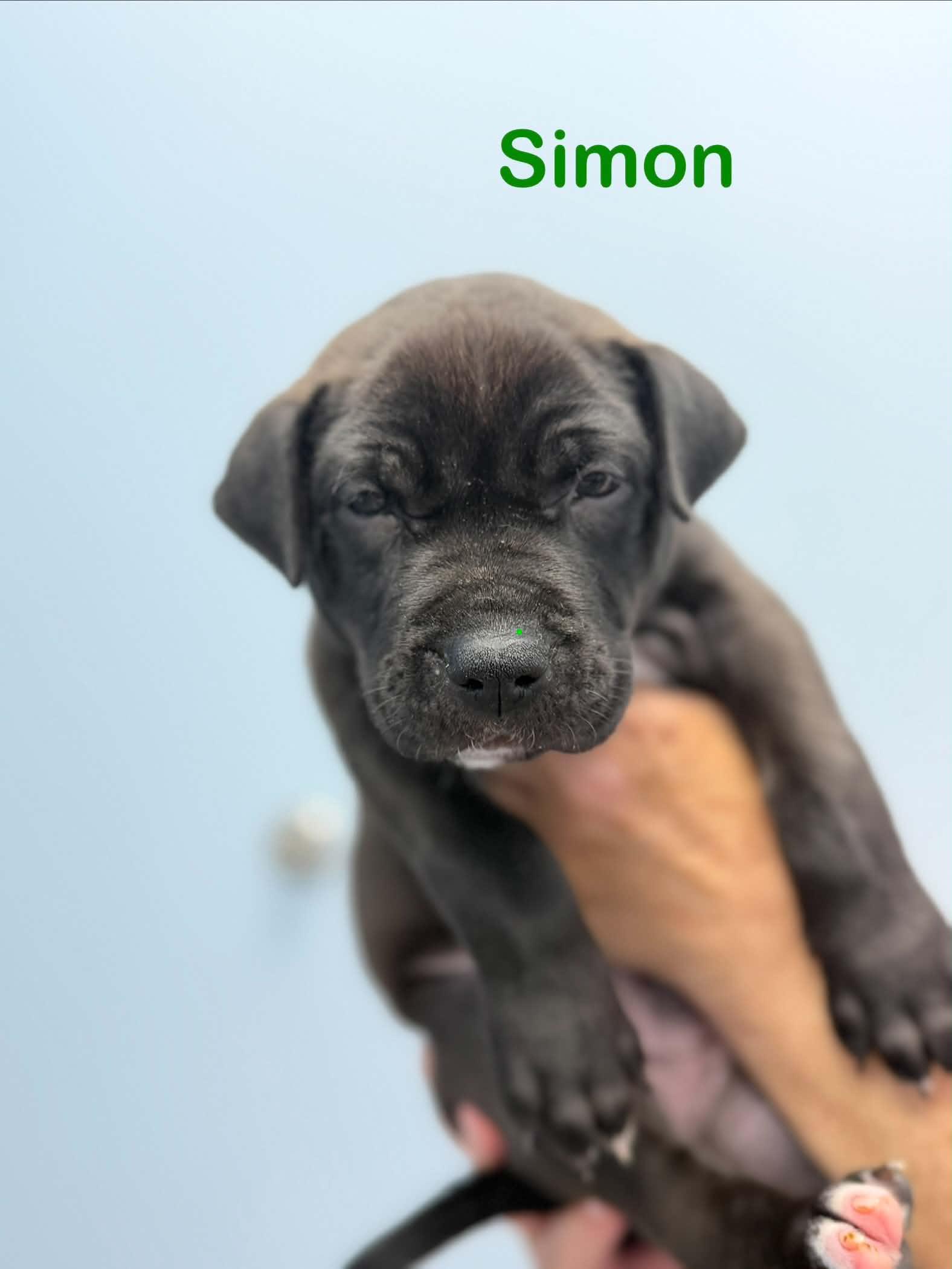 Enlarge Simon, a Adoptable mixed breed in St. Clair Shores, MI image 2/3