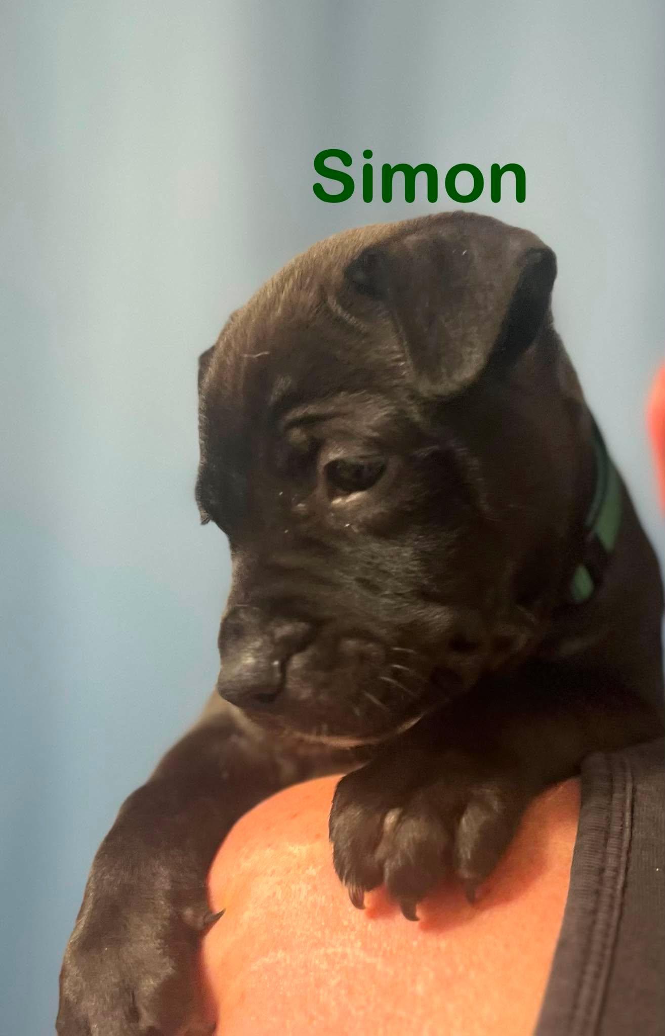 Enlarge Simon, a Adoptable mixed breed in St. Clair Shores, MI image 3/3