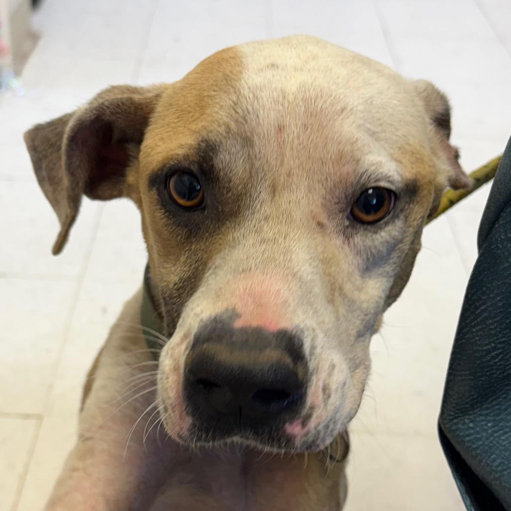 Billy, Adoptable, Adult Male Pit Bull Terrier.