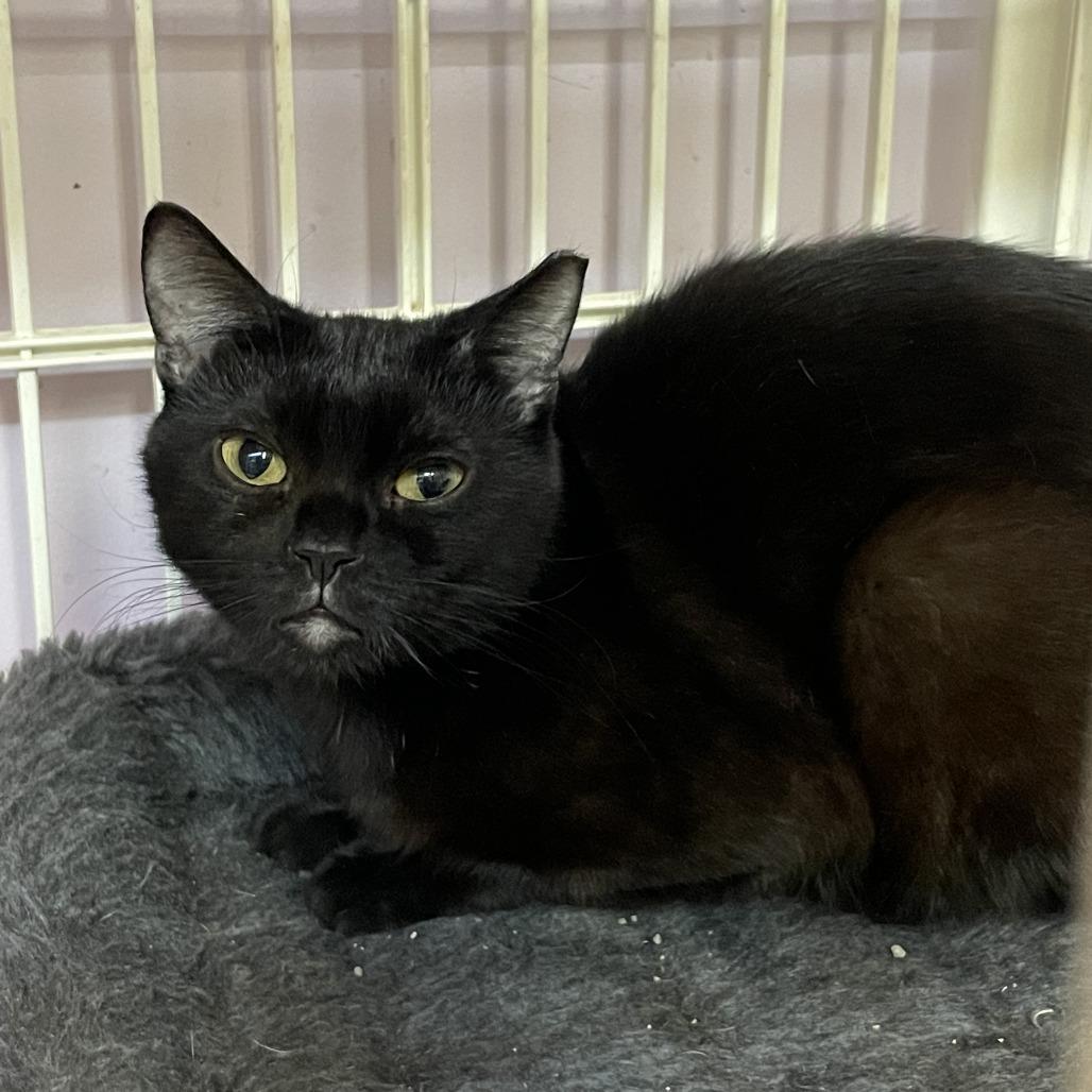 Mindy, a Adoptable Domestic Short Hair in Madison, WI image 1/3