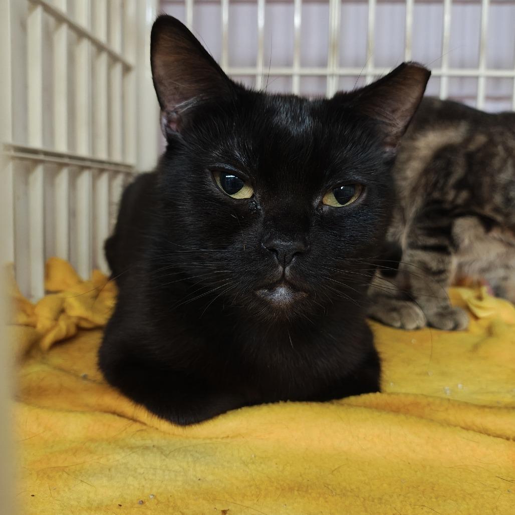 Mindy, a Adoptable Domestic Short Hair in Madison, WI image 2/3