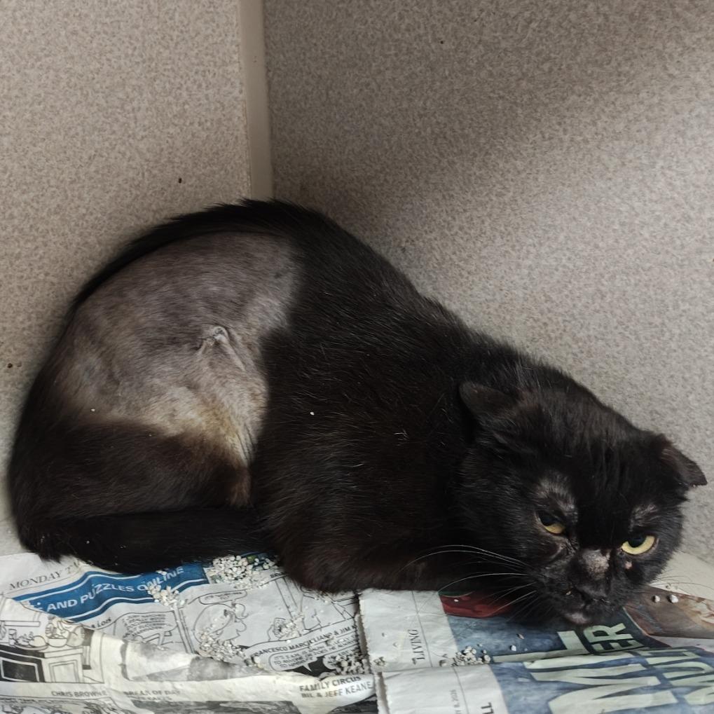 Mindy, a Adoptable Domestic Short Hair in Madison, WI image 3/3