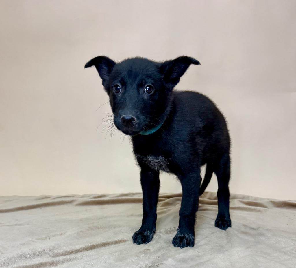 Solstice, Adoptable, Puppy Female Labrador Retriever.