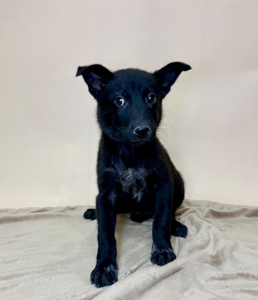 Enlarge Solstice, a Adoptable Labrador Retriever in Alvin, TX image 2/3