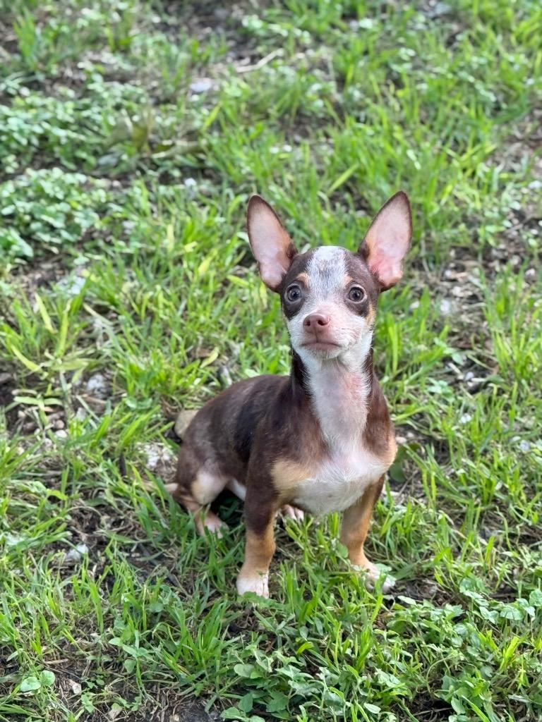 Casey, Adoptable, Puppy Male Chihuahua.