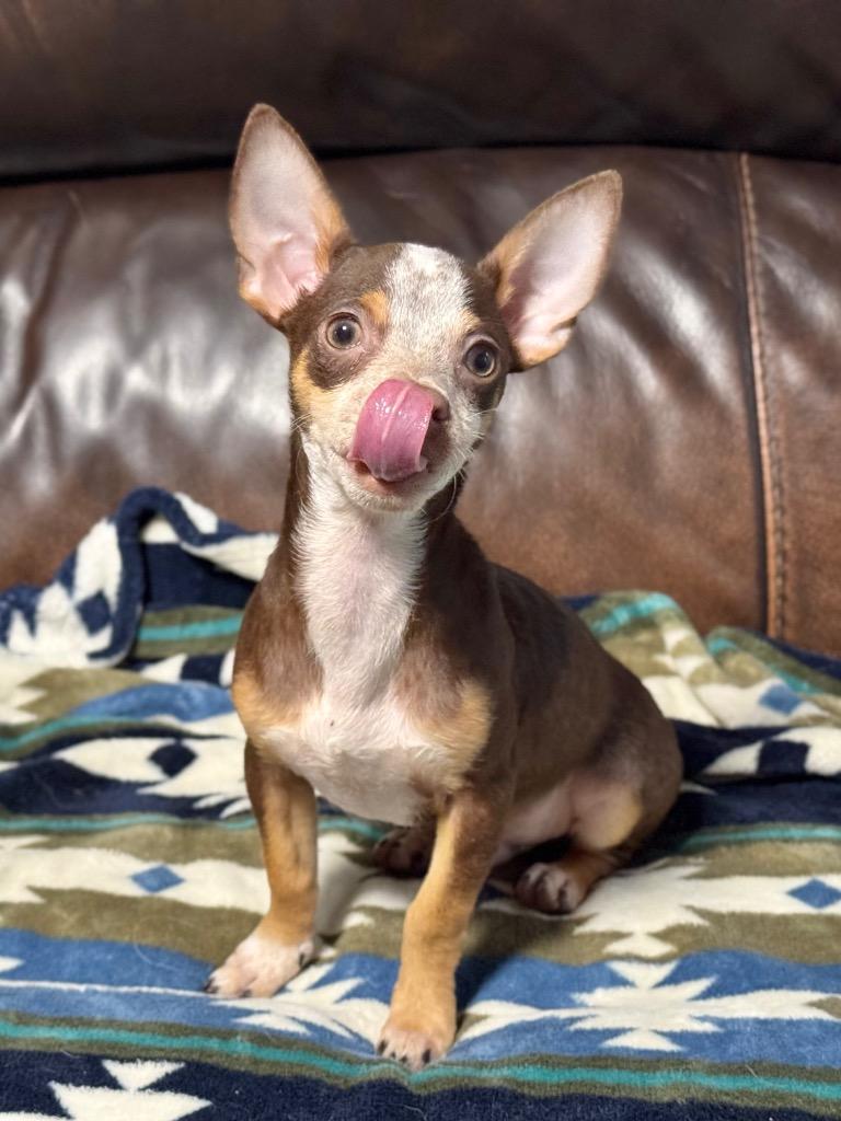 Casey, a Adoptable Chihuahua in Canyon Lake, TX image 2/5