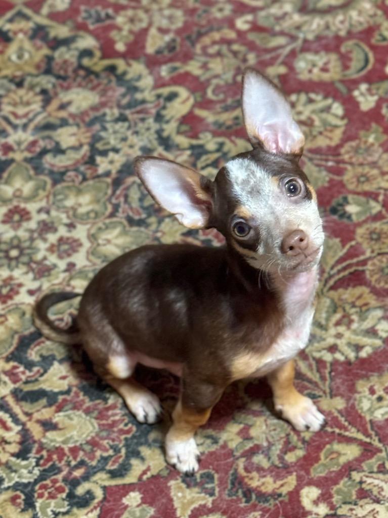 Casey, a Adoptable Chihuahua in Canyon Lake, TX image 3/5