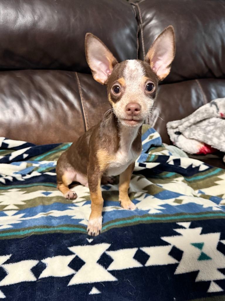 Casey, a Adoptable Chihuahua in Canyon Lake, TX image 4/5