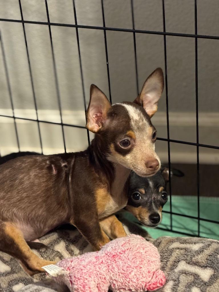 Casey, a Adoptable Chihuahua in Canyon Lake, TX image 5/5