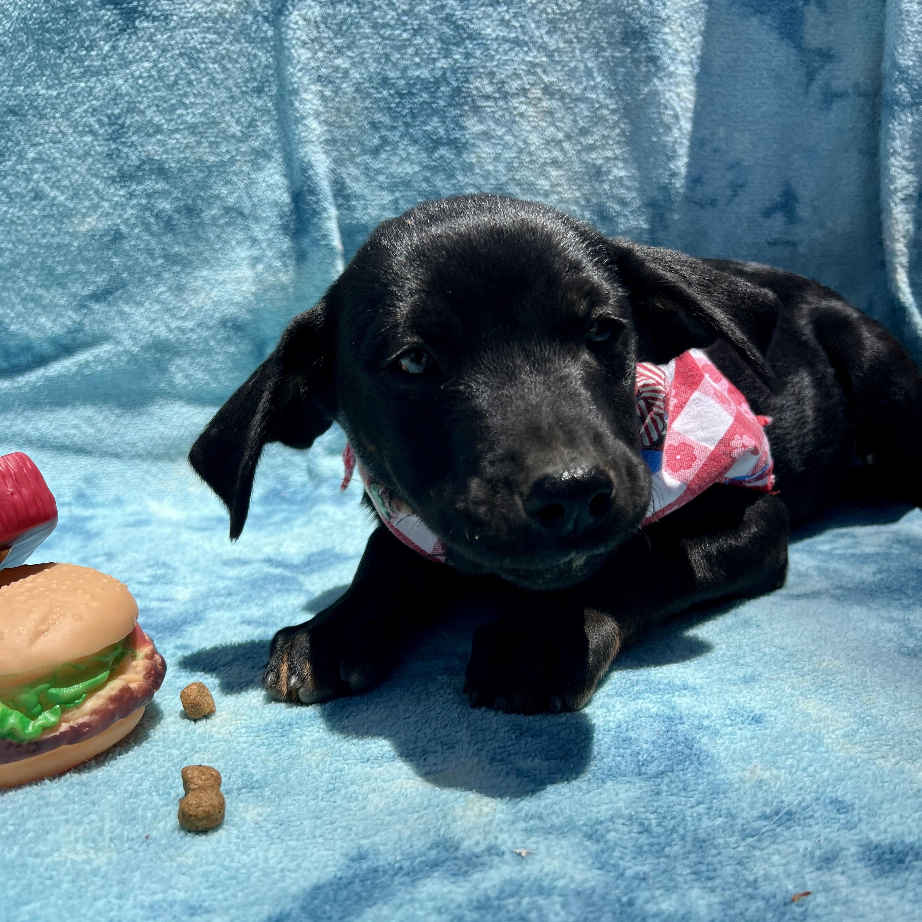 Enlarge Ty, a Adoptable mixed breed in Roseville , CA image 2/5