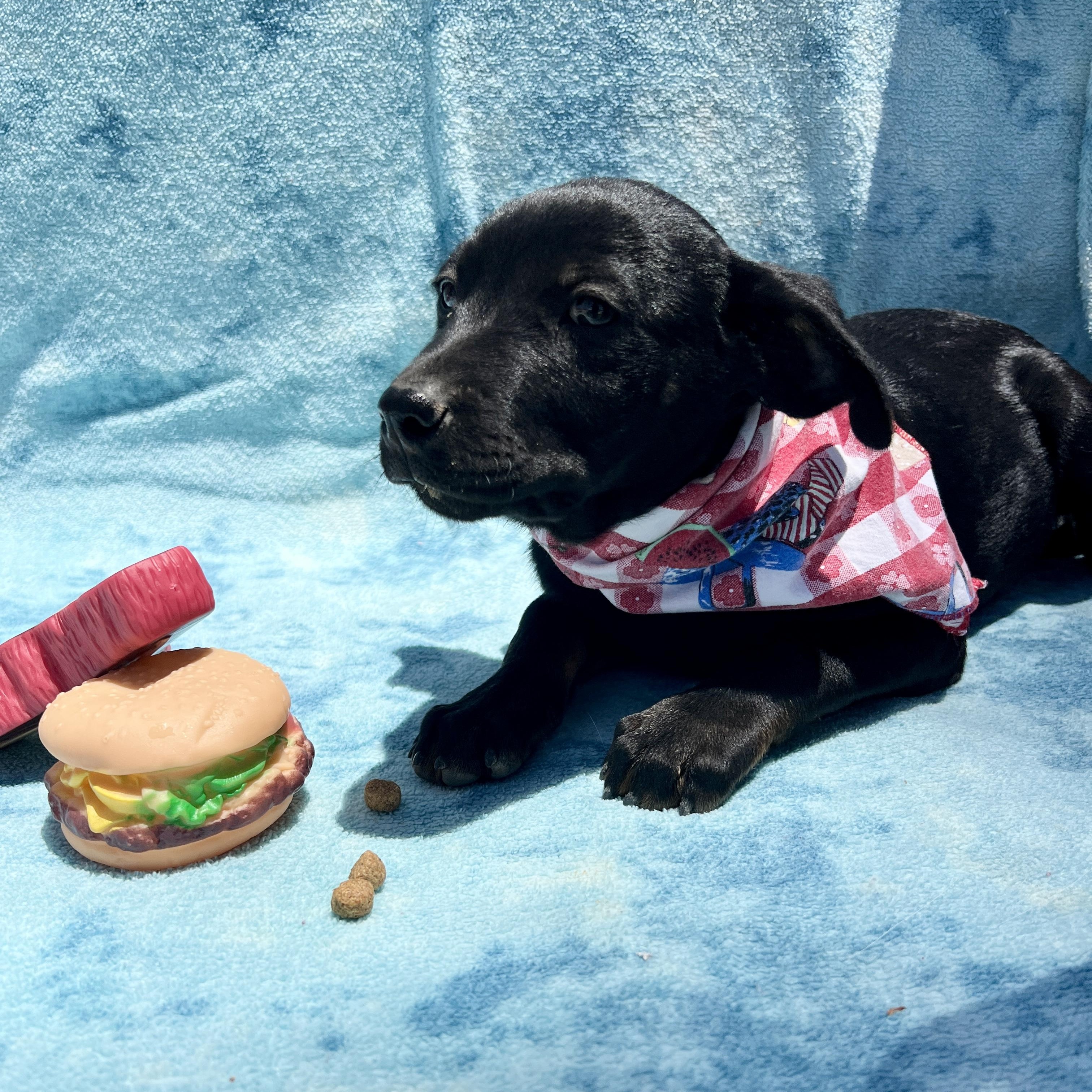 Enlarge Ty, a Adoptable mixed breed in Roseville , CA image 1/5
