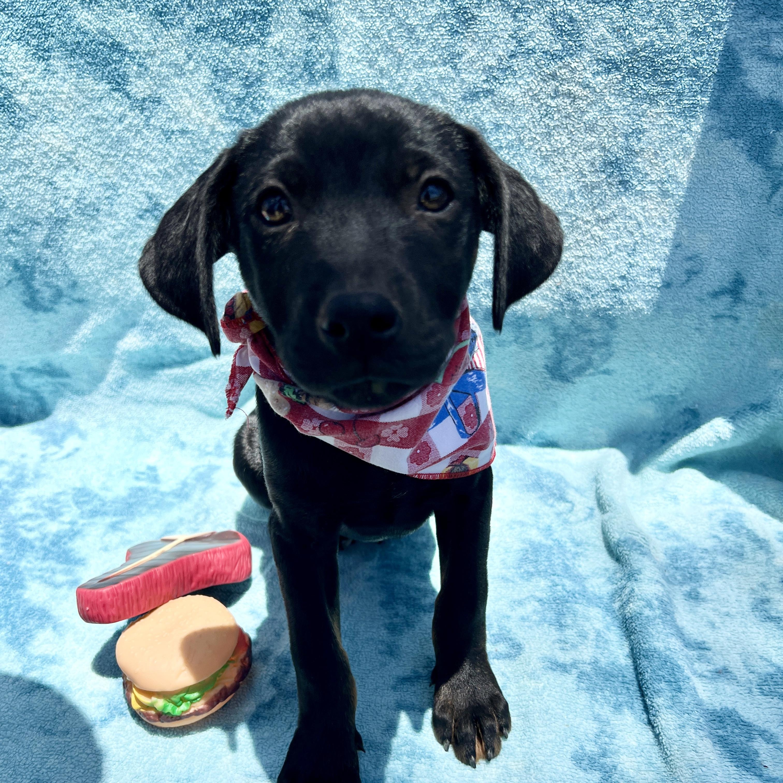 Enlarge Ty, a Adoptable mixed breed in Roseville , CA image 3/5