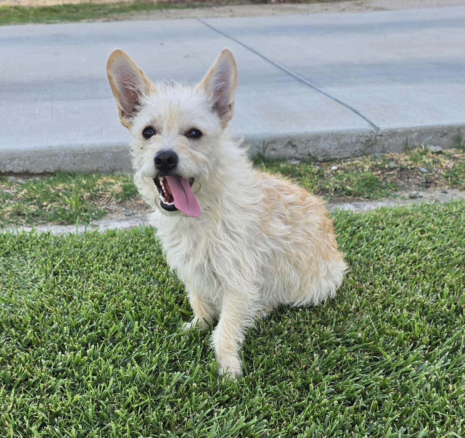 Penny, a ADOPTABLE mixed breed in Tracy, CA image 4/4