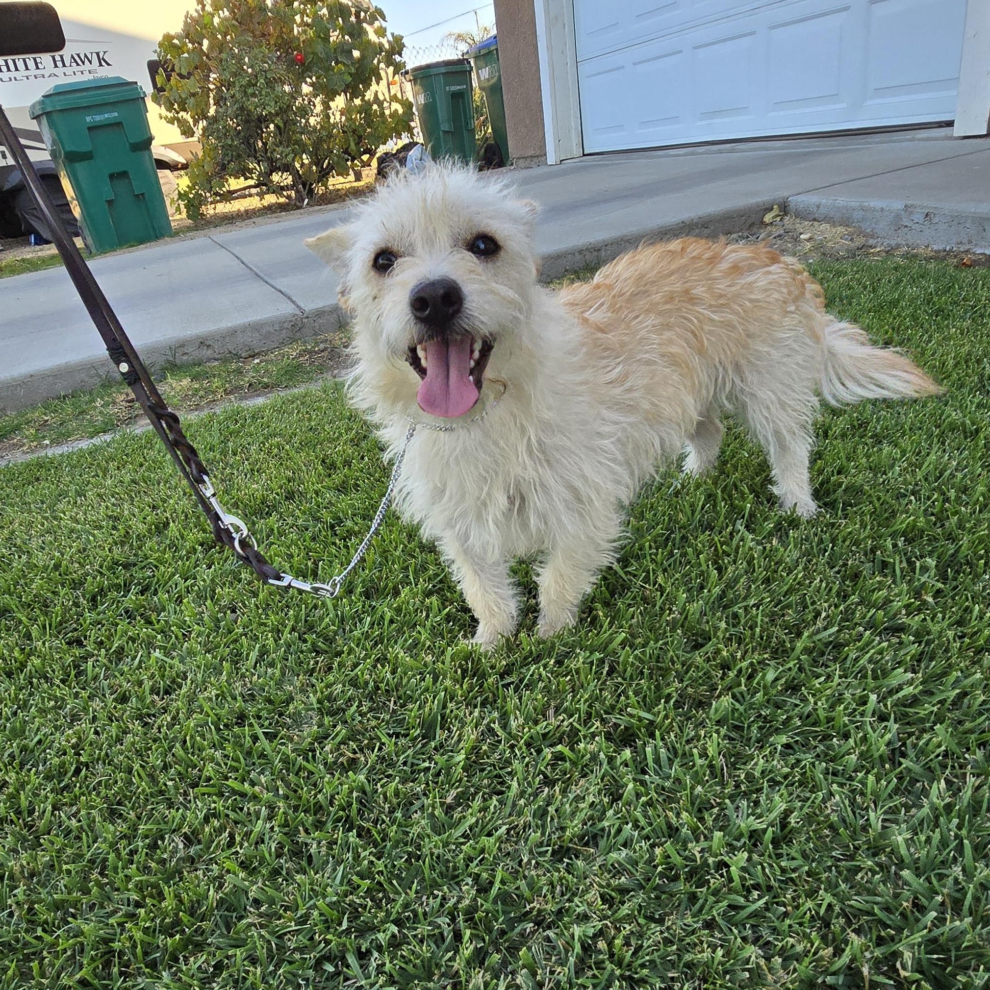 Penny, a ADOPTABLE mixed breed in Tracy, CA image 3/4