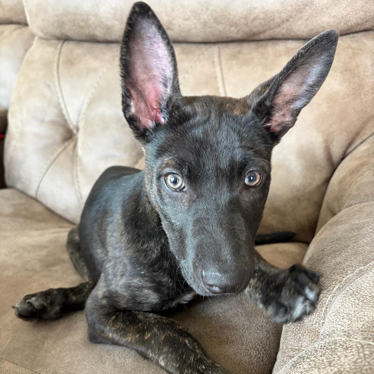 Enlarge Molly , a ADOPTABLE mixed breed in Watertown, WI image 2/4