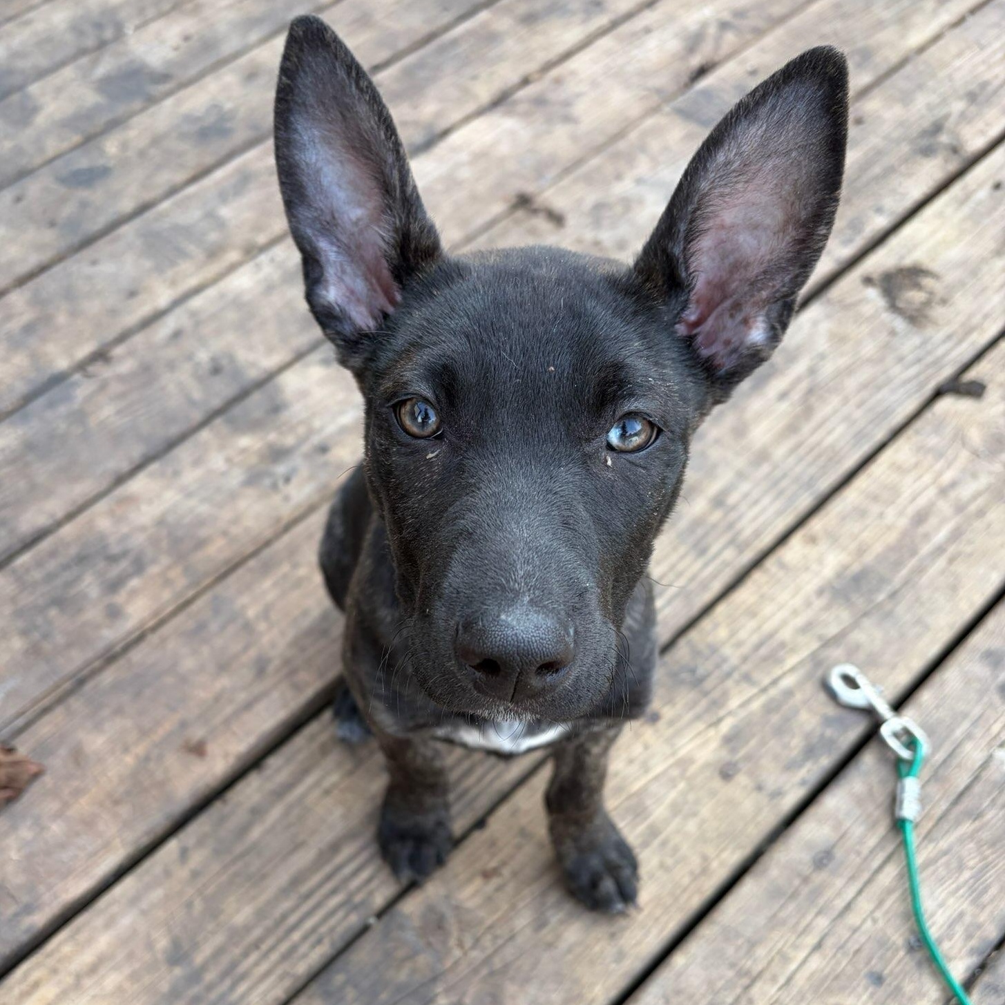 Enlarge Molly , a ADOPTABLE mixed breed in Watertown, WI image 1/4