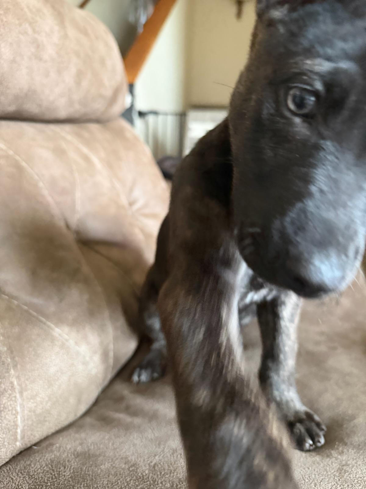 Enlarge Molly , a ADOPTABLE mixed breed in Watertown, WI image 4/4