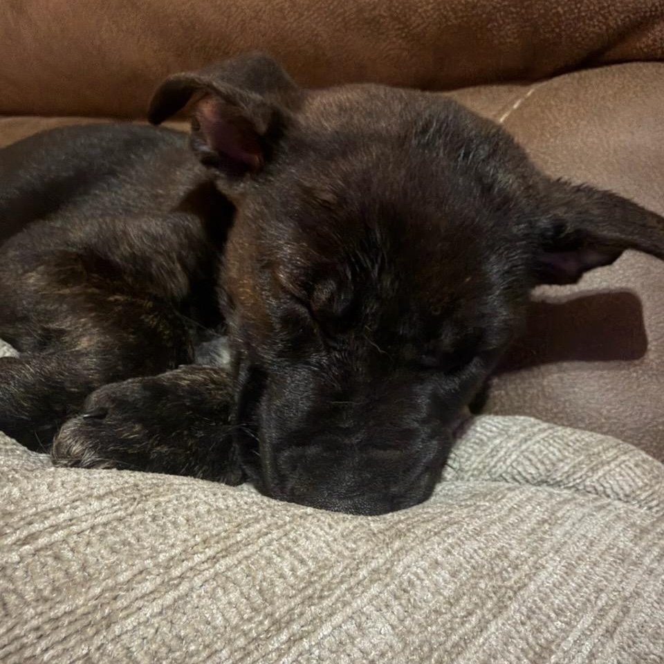 Molly , ADOPTABLE, Puppy Female German Shepherd Dog.